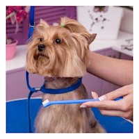 Lote resistente de Cepillos Dentales para Mascotas Multicolor con Mango Ergonomico Y+Post It